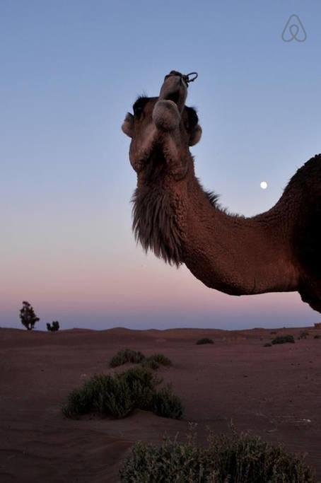 Riad De Rêve Zagora Exterior foto